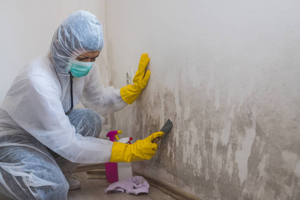 Best Black Mold Remediation in Hastings, MI