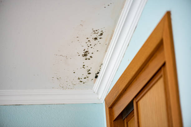Best Residential Mold Remediation in Hastings, MI