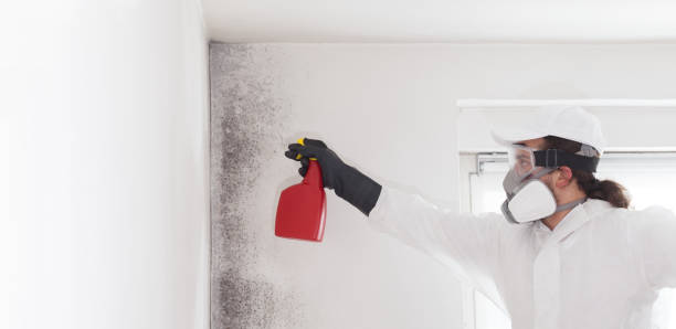 Best HVAC Mold Remediation in Hastings, MI