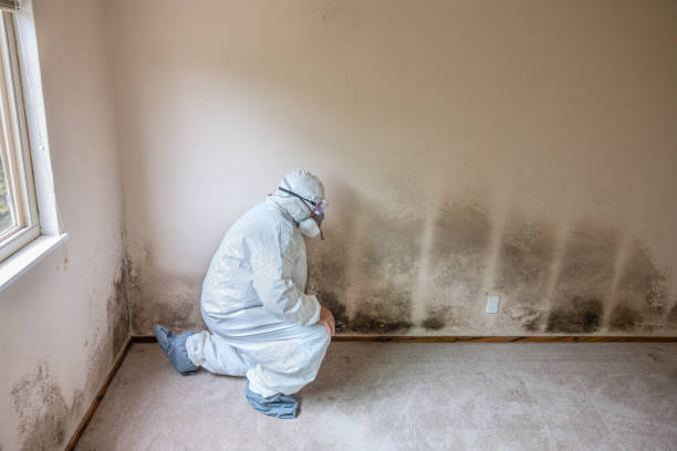 Best White Mold Remediation in Hastings, MI