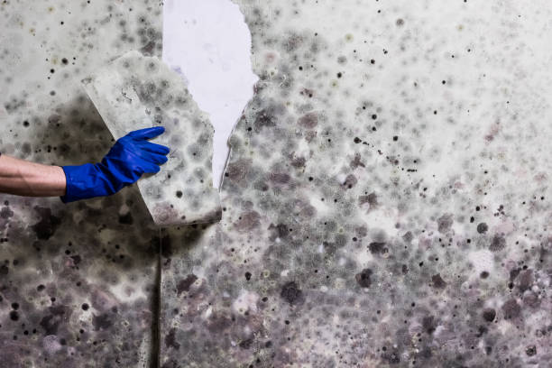 Best White Mold Remediation in Hastings, MI
