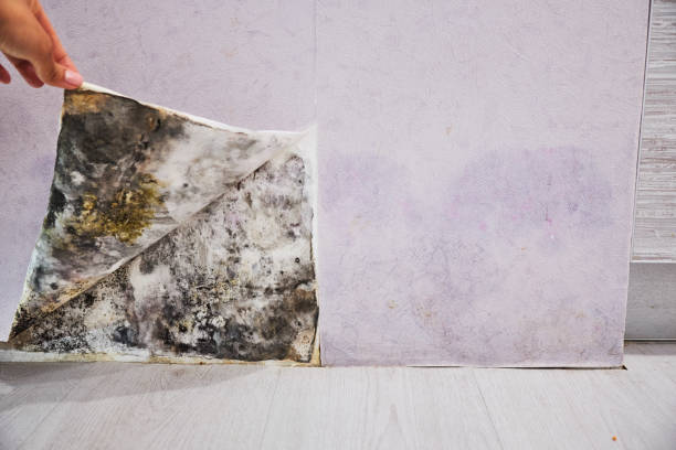 Best Black Mold Remediation in Hastings, MI